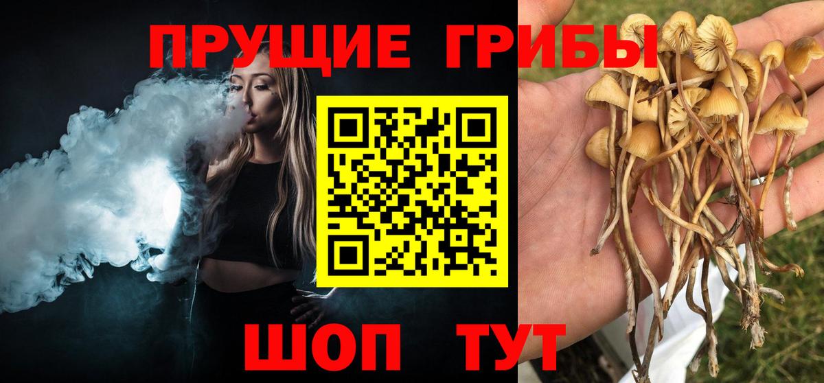 Северодвинск  Галлюциногенные грибы Cubensis  Вход с VPN 